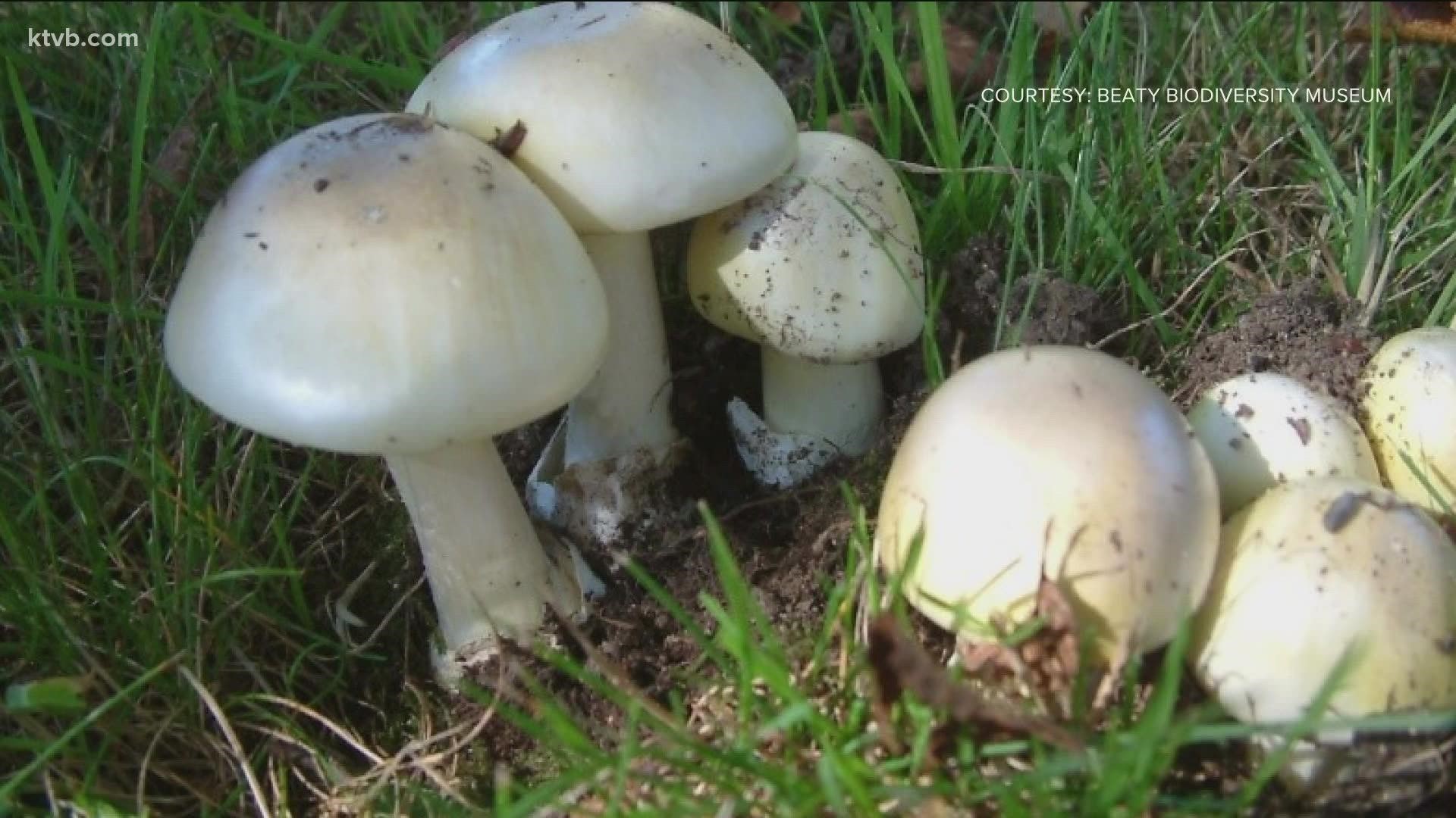 The mushroom, known as "Death Cap," was found in the North End. Idaho Health and Welfare said it may be present elsewhere in Idaho.
