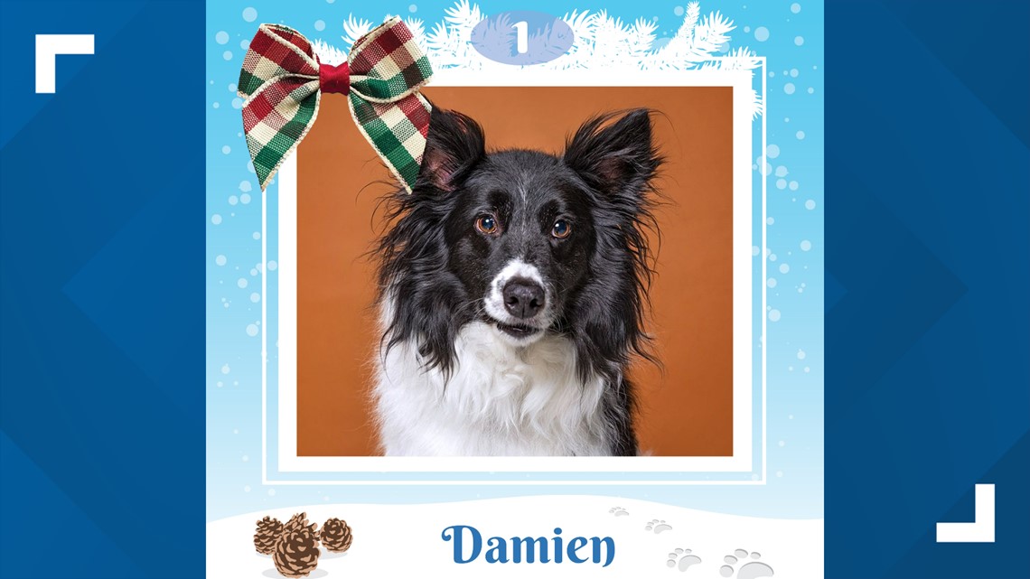 12 Strays Of Christmas: Meet Damien | Ktvb.com