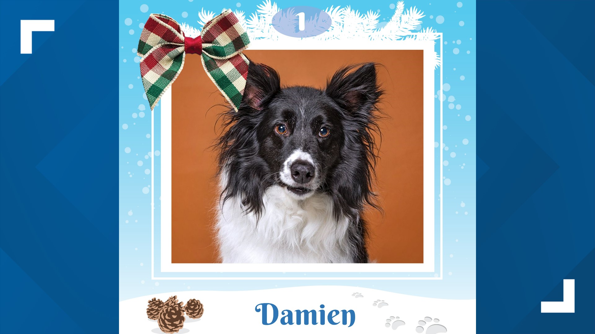 Damien is a 5-year-old Border Collie mix looking for his fur-ever home. The Idaho Humane Society is having a 50% off Tuxedo Dog Sale through Sunday, Dec. 10.