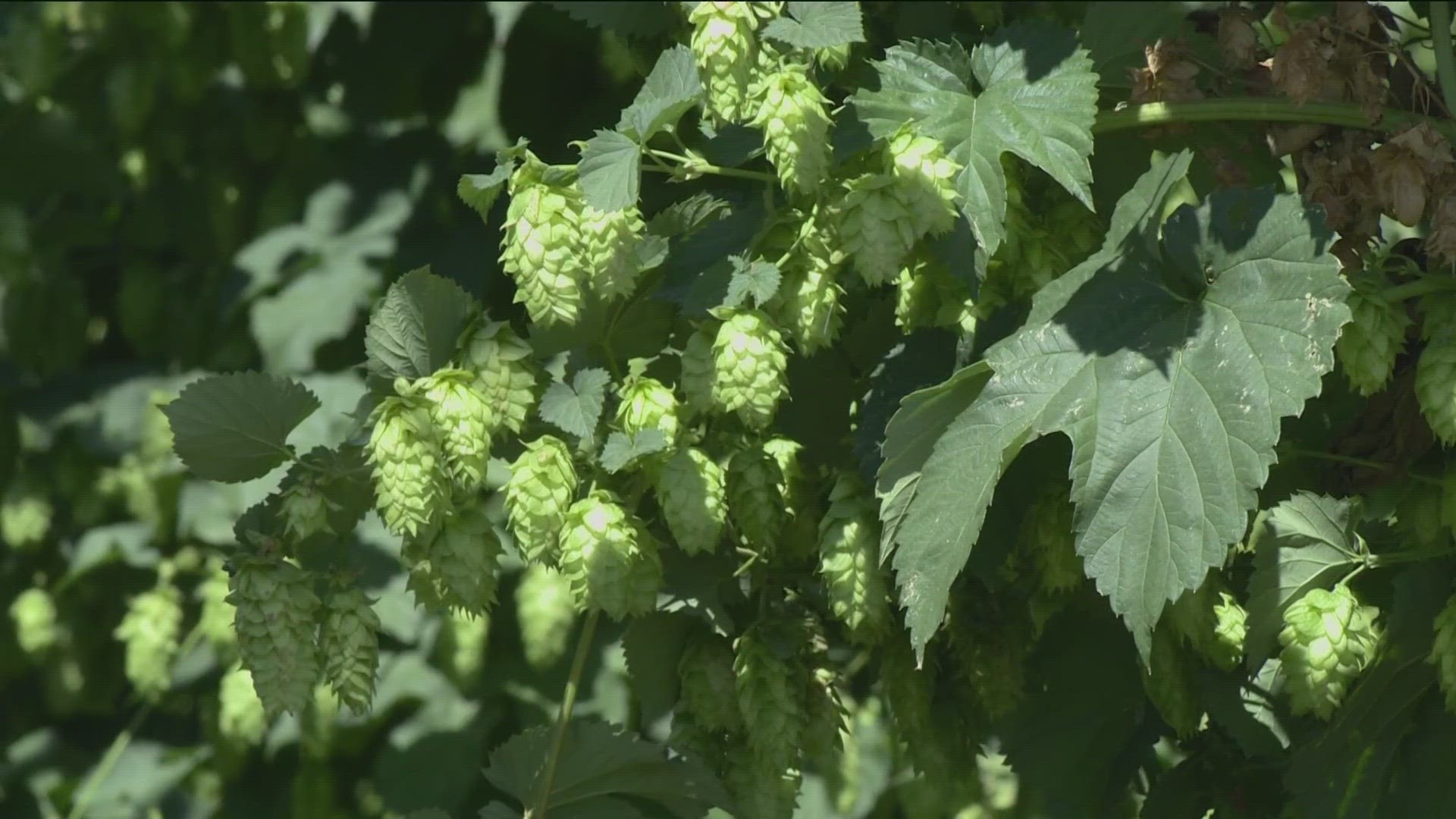 Due to some of the storms that hit Idaho earlier this week, many farmers that grow these 18-foot-tall plants saw their hops fields collapse.