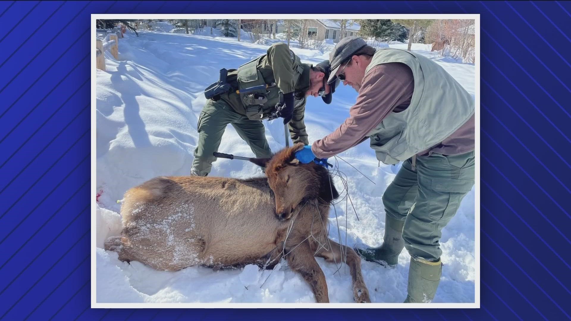 Idaho Fish and Game has received four reports in the last week of elk entangled in items from residential yards across the Wood River Valley.