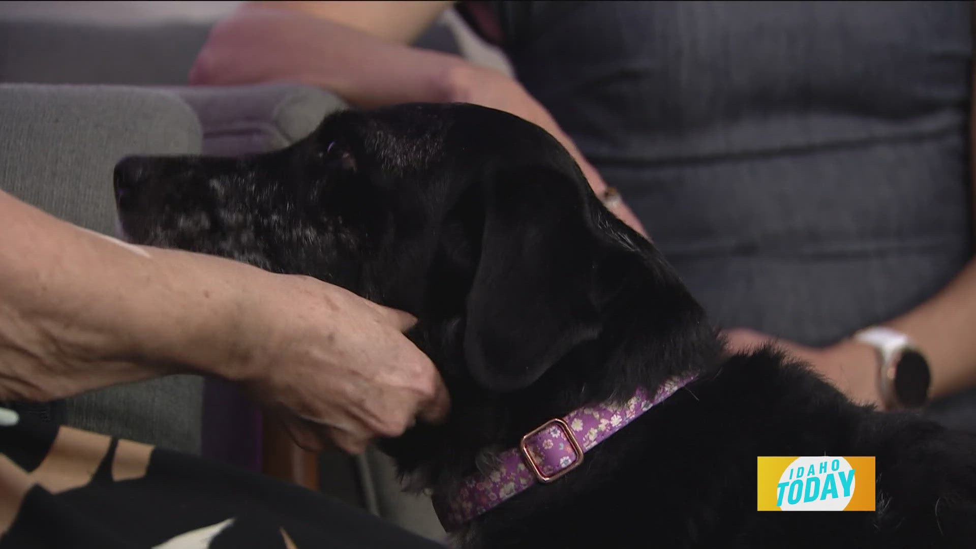 Daisy from the Idaho Humane Society is ready to be adopted