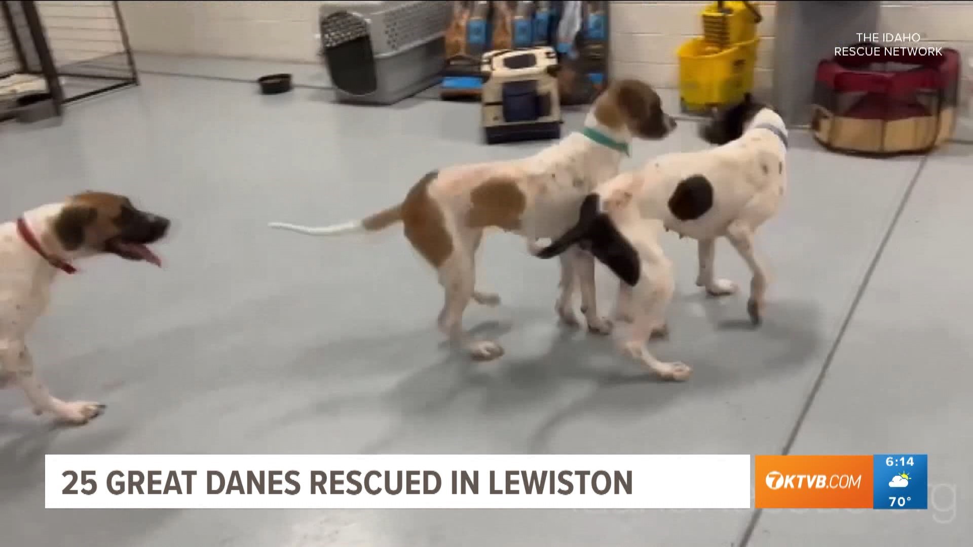 The dogs were taken from a home in Lewiston, Idaho.