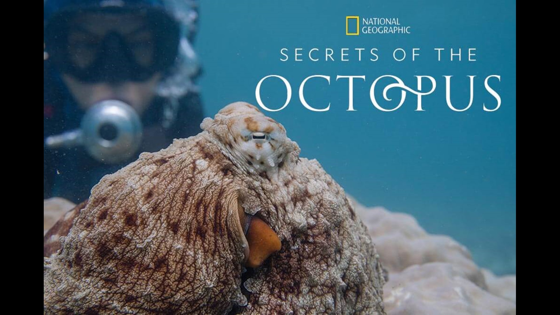 Octopuses are having a moment after the recent Oscar-winning "My Octopus Teacher" from Craig Foster. Now comes Nat Geo's latest "Secrets Of."