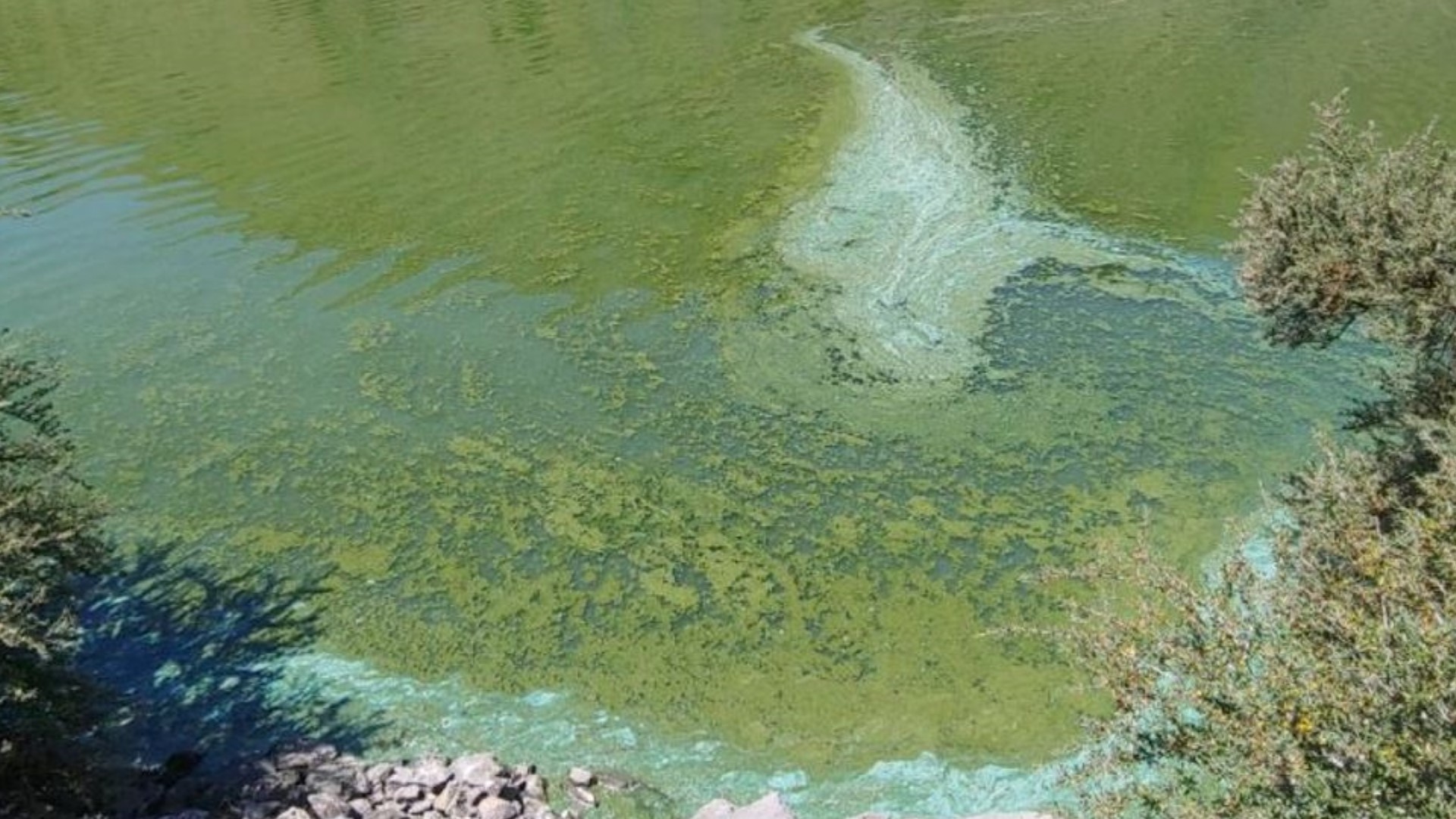 High levels of toxin-producing cyanobacteria were found in samples taken from Brownlee Reservoir. Officials urge extra caution when recreating in or near the water.