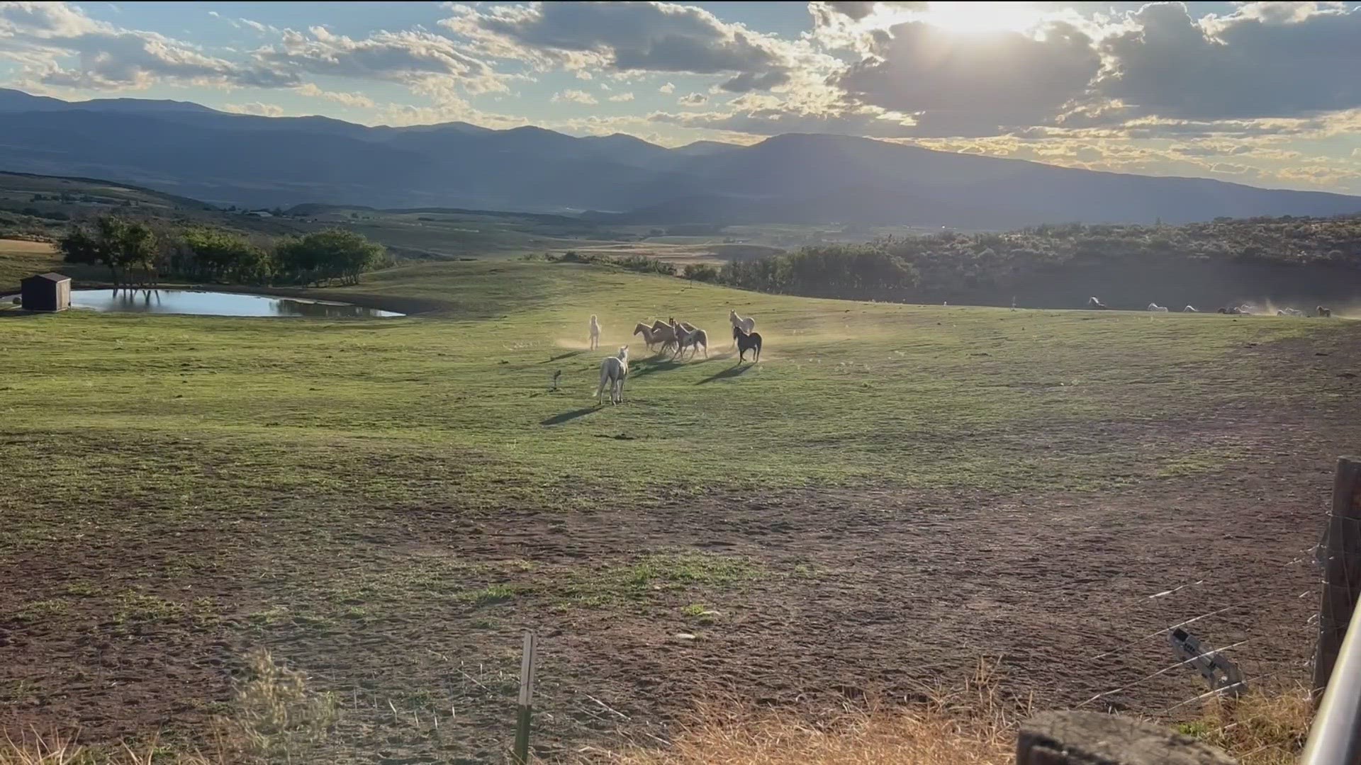 Sailor Moon was taken to a ranch at the base of Aspen, Colorado, and reunited with its herd.