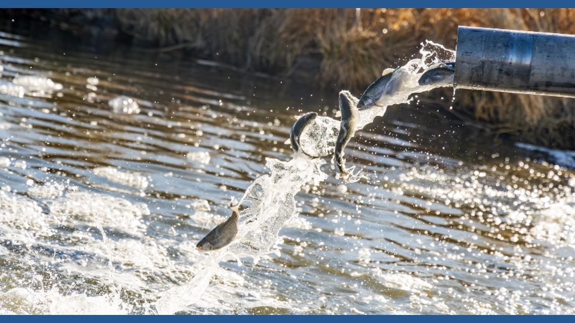 Idaho Power stocks 50,000 rainbow trout in Snake River