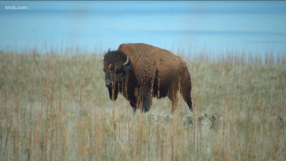Woman attacked by bison in Yellowstone National Park
