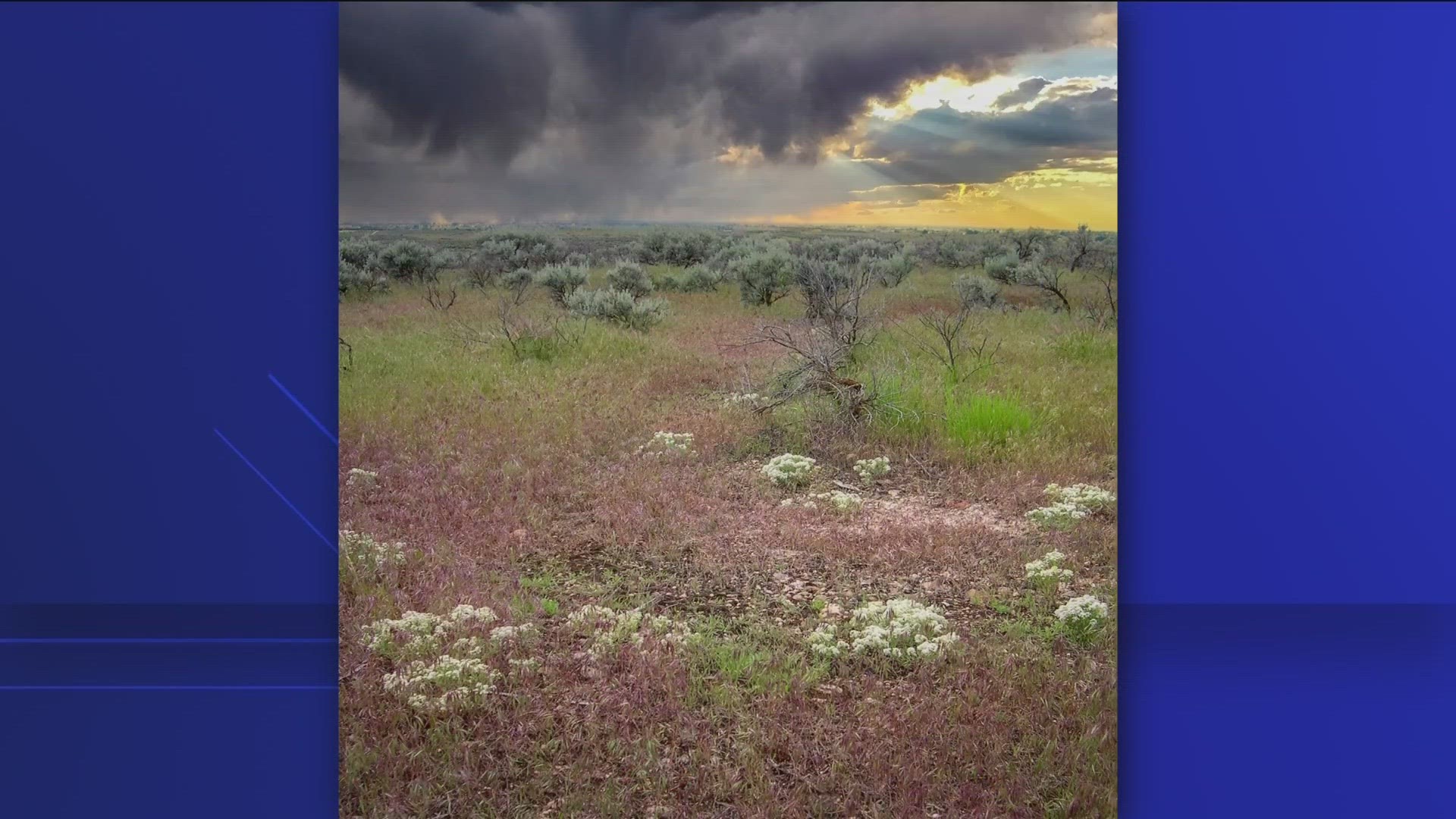 BLM is asking for public comment on ideas to protect the threatened species.