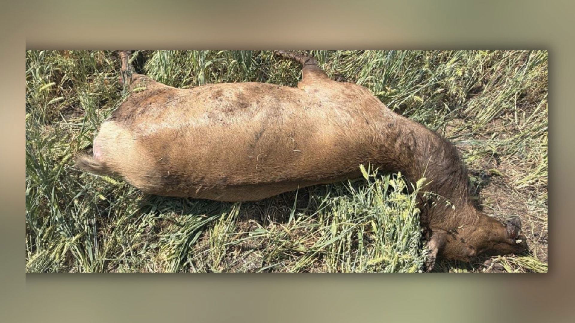 Cow elk shot, left to waste in Clearwater County