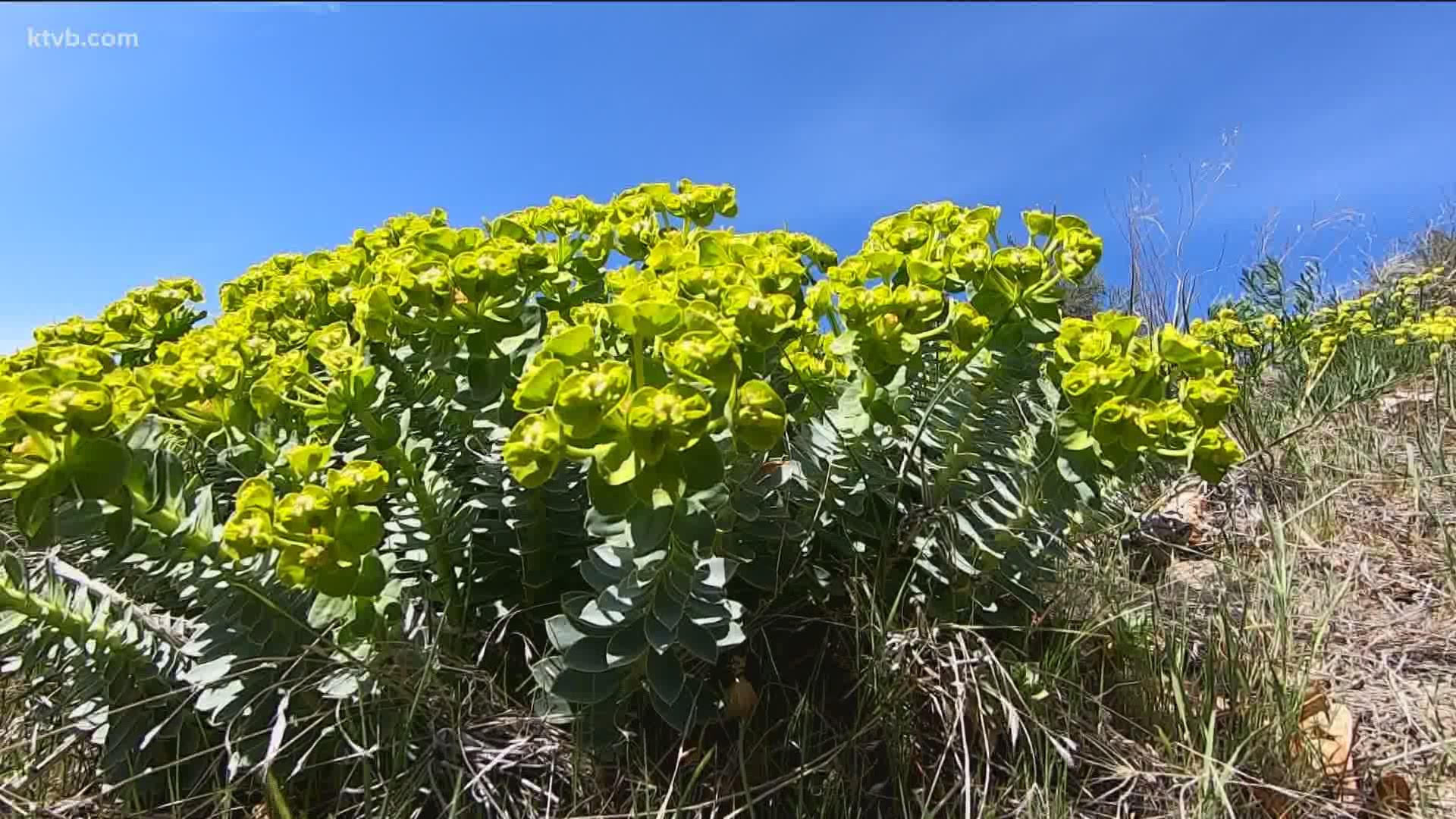 Myrtle spurge is toxic to humans and hospitalized two Utah children after having an allergic reaction to it.