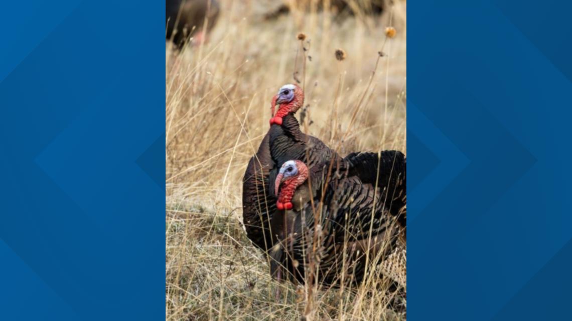 Boise, IDFG partner for 'educational campaign' following wild turkey troubles in the North End