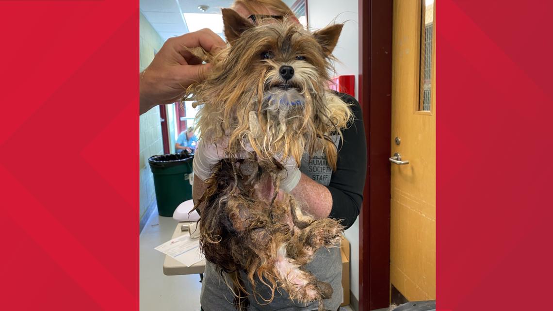 28 dogs rescued from 'deplorable conditions' at Elmore County home