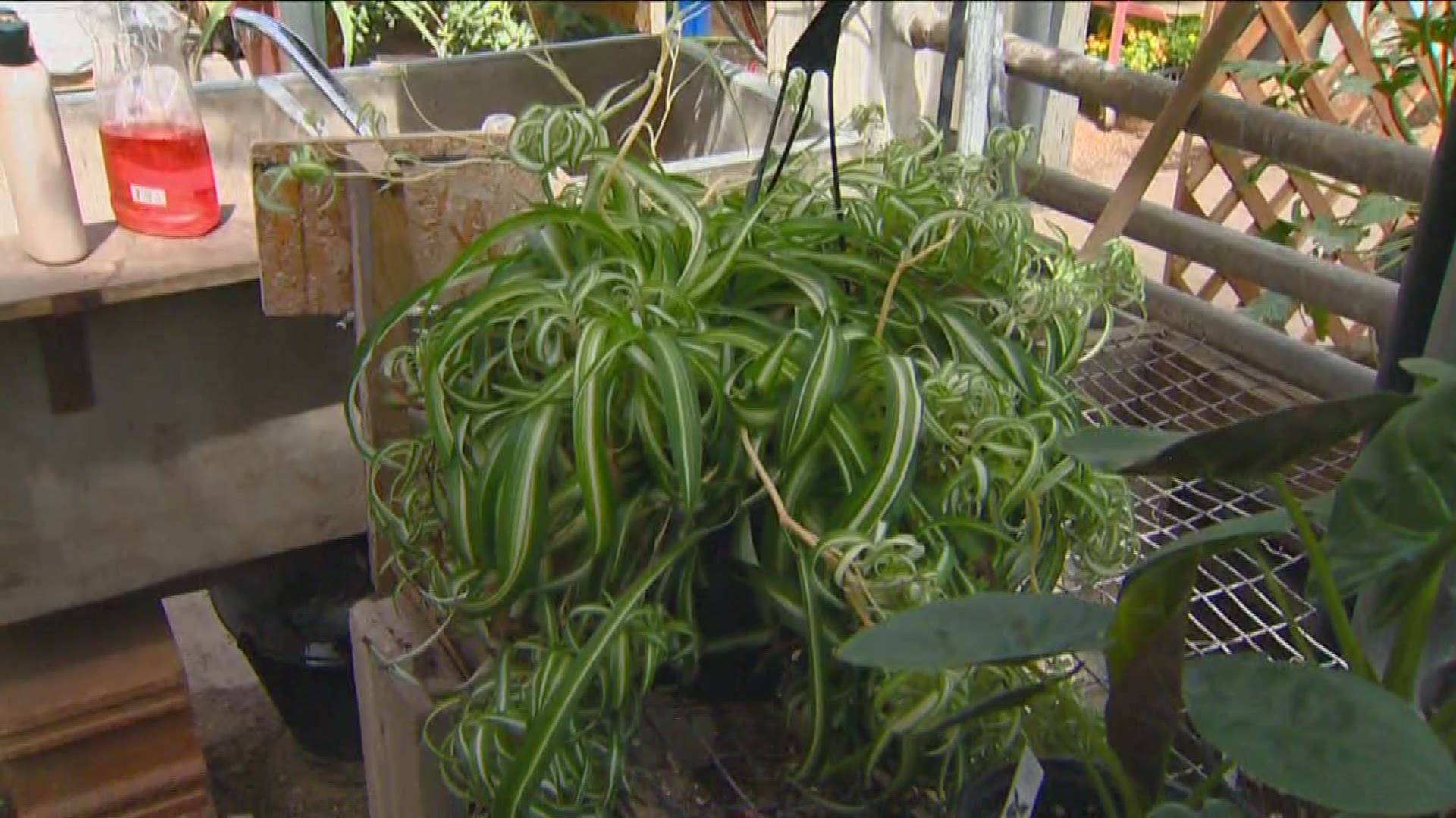 Jim Duthie shows us some houseplants that will help clean the air you breathe.