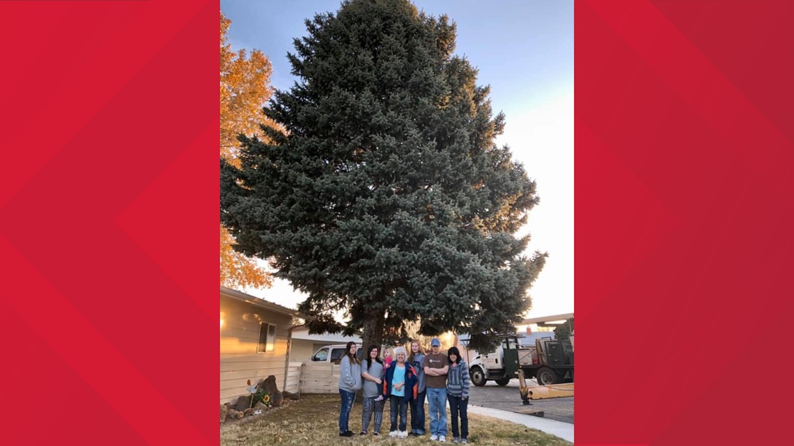 Nampa's Christmas tree selected, lighting ceremony set