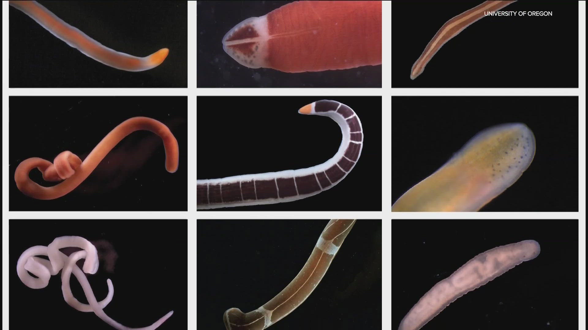 The many unique species of ribbon worms could have potential medical uses, if researchers can find them before they go extinct.