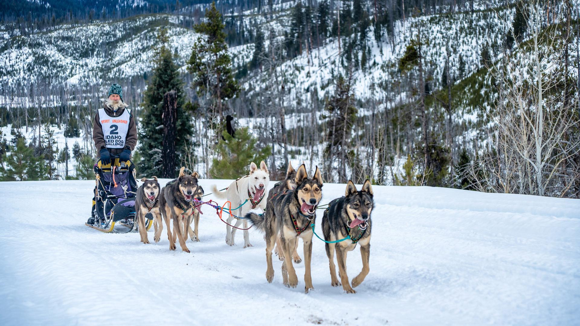 Mushers Prepare For Shortened 200-mile Race At Idaho Sled Dog Challenge ...