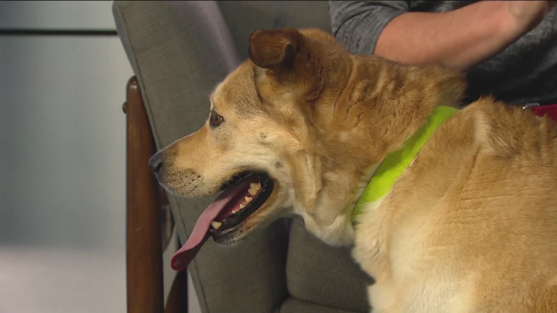 We meet today's adoptable pet with the Idaho Humane Society.