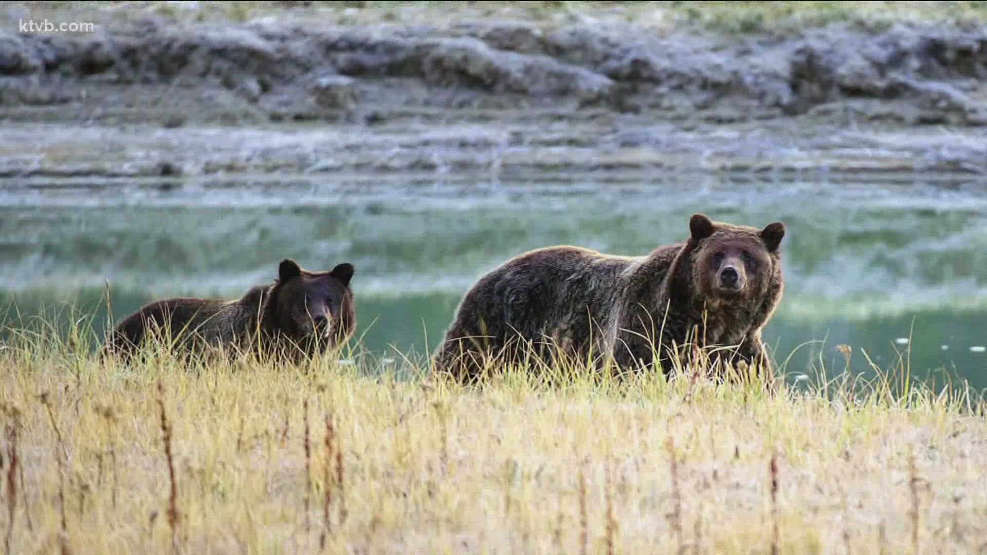 In April of 2021, Fish and Game Officers responded to a mortality signal emanating from a radio collar of a research grizzly bear and found the bear deceased.