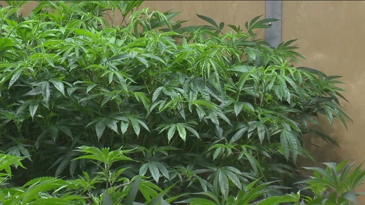 Organization working to put medical marijuana on 2024 ballot