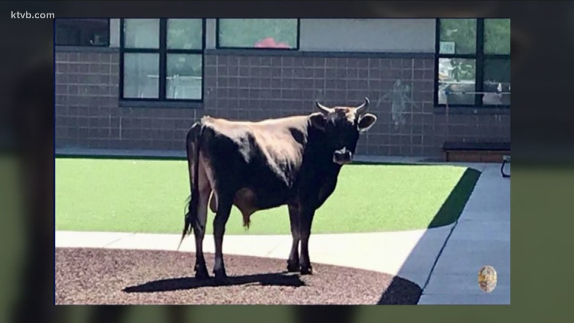 The bull was taken to an animal shelter in Caldwell after police wrangled him in. No word if they have a big enough pen for him.