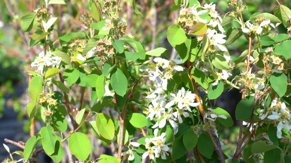 Trees Idaho launches free giveaway in the Treasure Valley