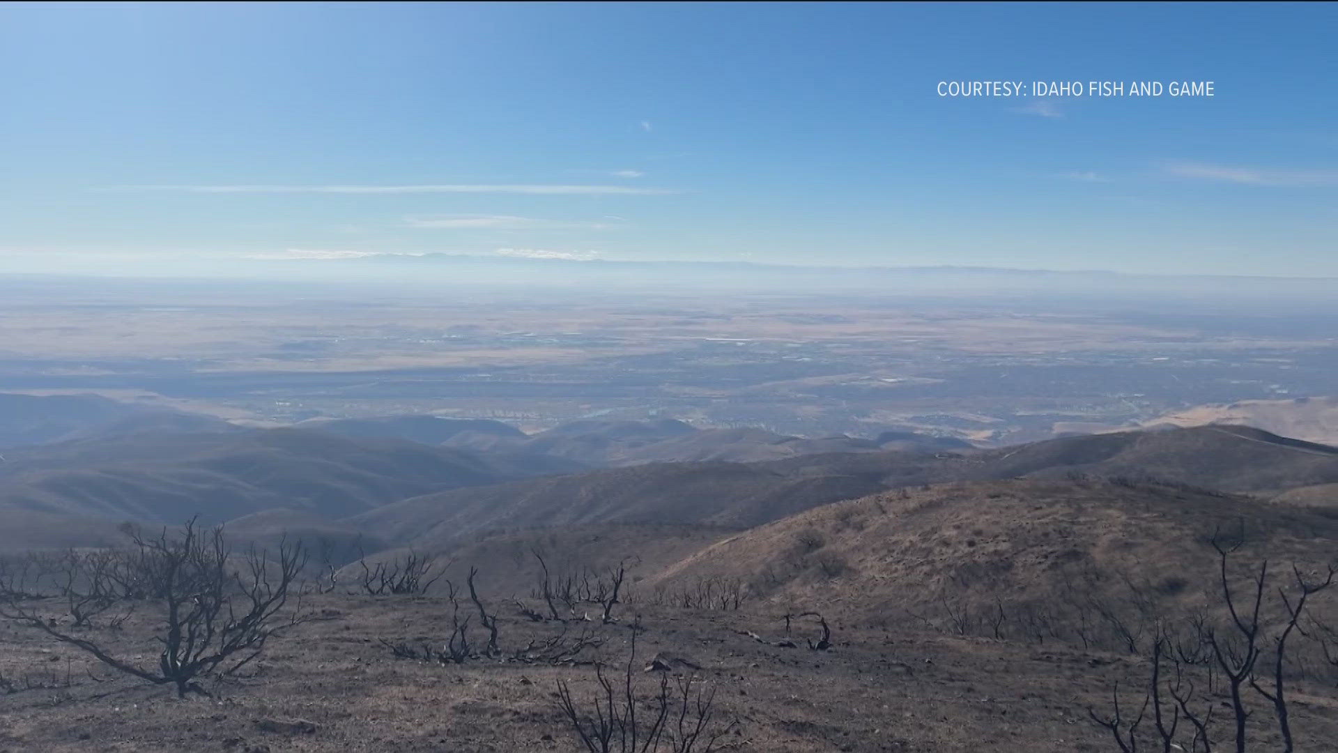 Idaho Fish and Game is harvesting sagebrush seeds to be dropped over burn scarred area. A wildlife habitat biologist said rehabilitating sagebrush is crucial.