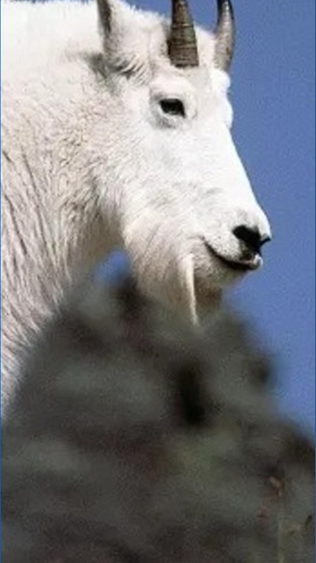 Aggressive goats not kidding around on an Oregon river | ktvb.com