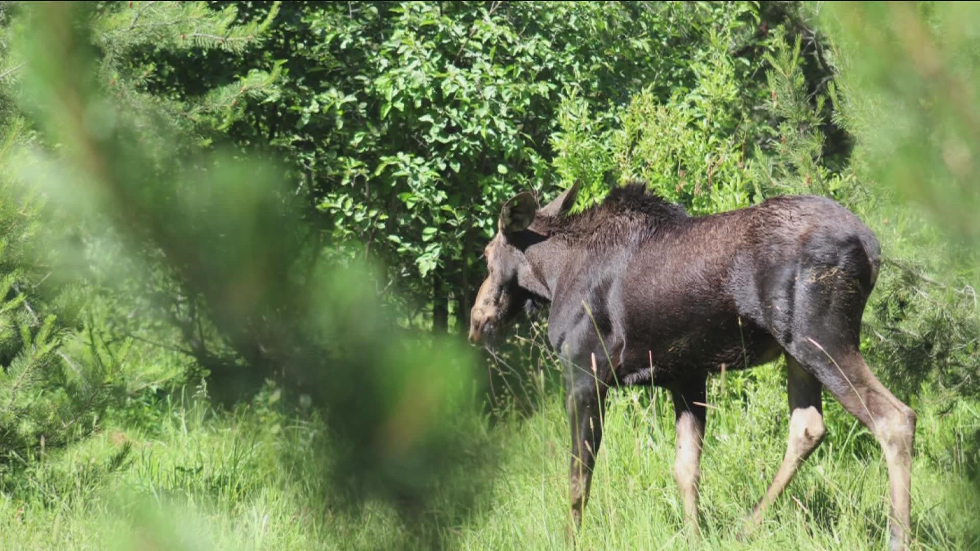 People are urged to be aware and keep distance, as moose encounters can be deadly. This is the second recent moose sighting in an Ada County neighborhood.