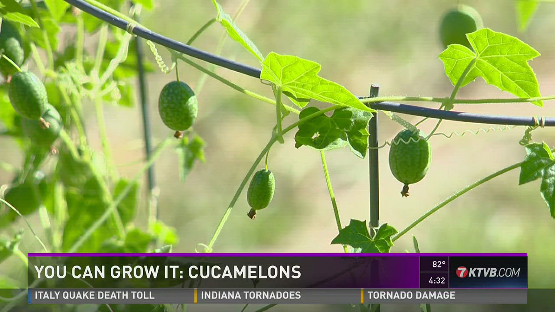 Cucamelons, Fruit, Grow To Eat