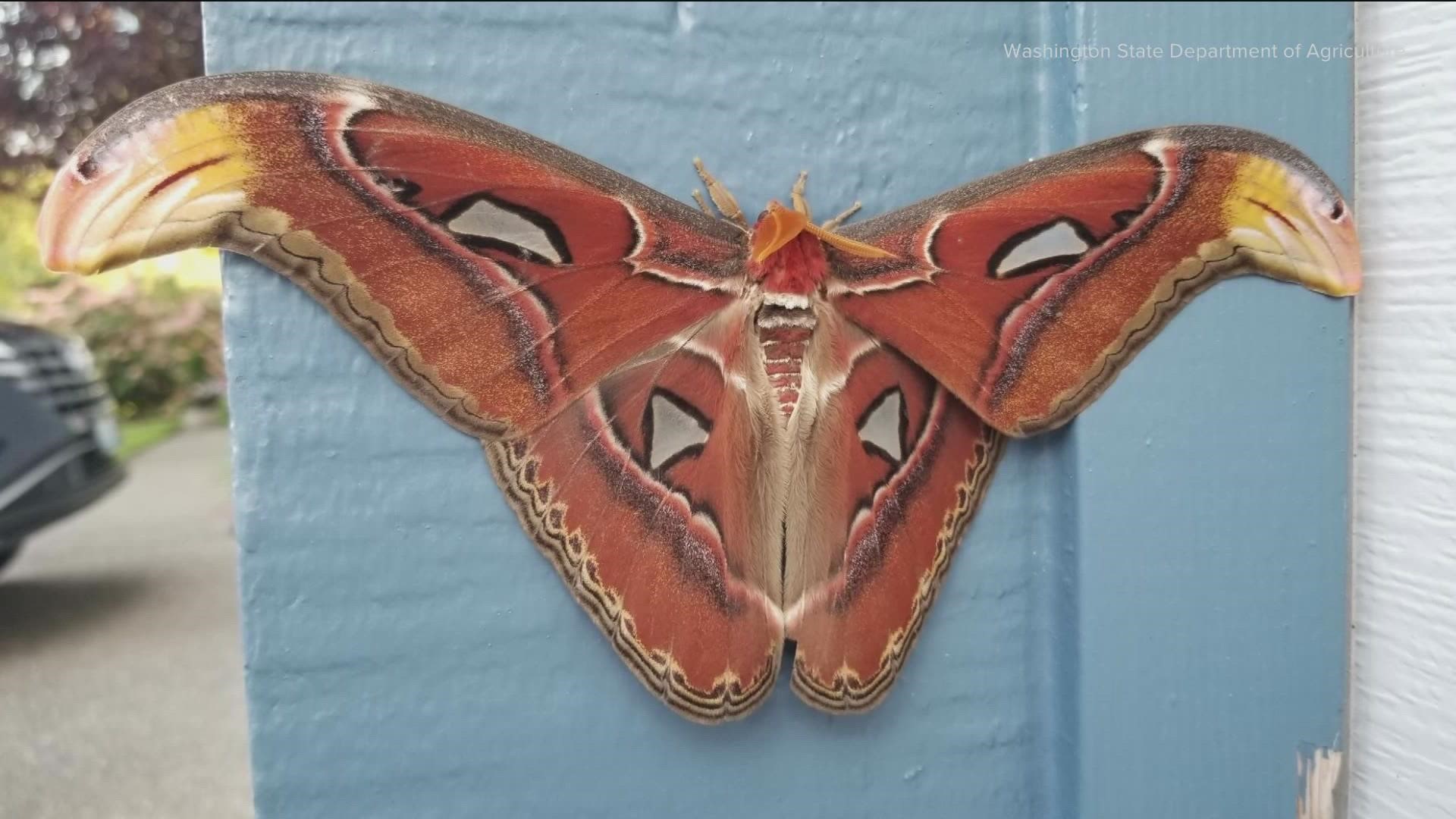 The atlas moth has an average wingspan of 10 inches, but does not pose a public health threat.