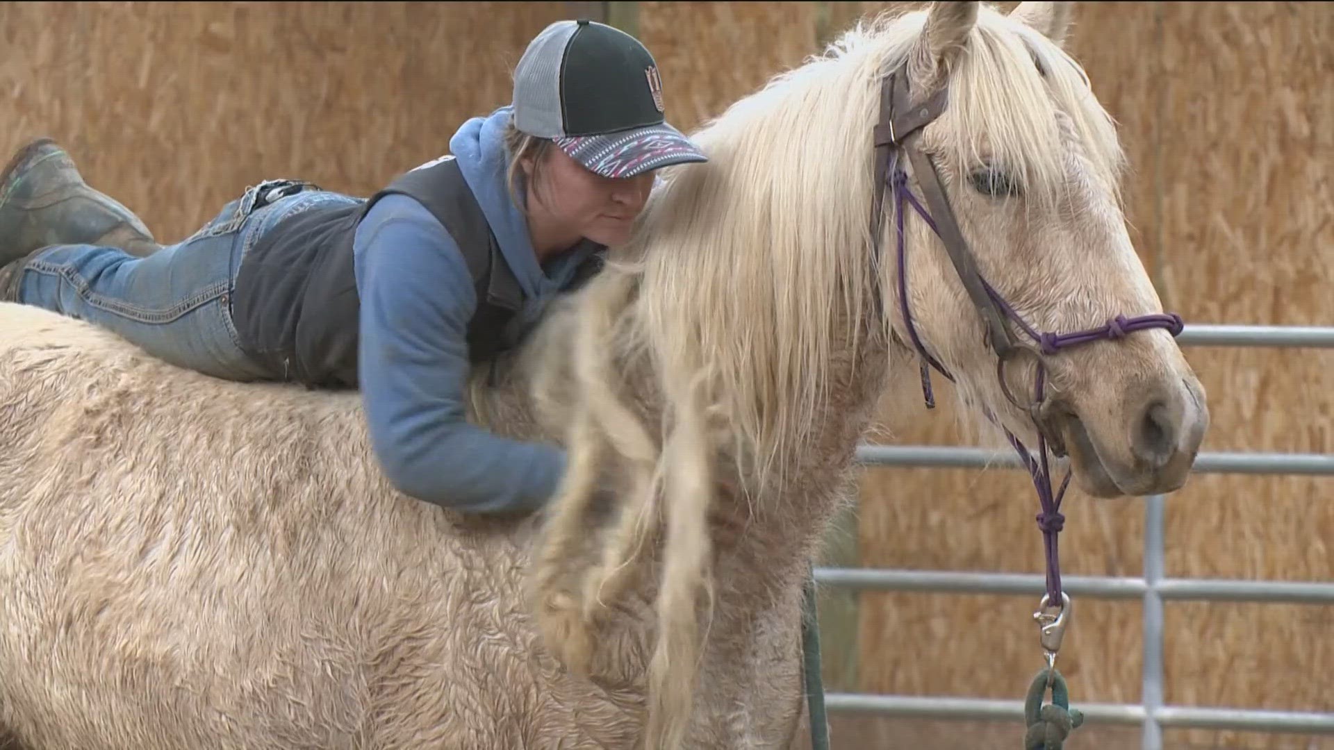 Some of the wild horses taken to BLM corrals are trained in a 118-day program, like Sailor Moon, who's with a Nampa trainer and will soon have a new home.