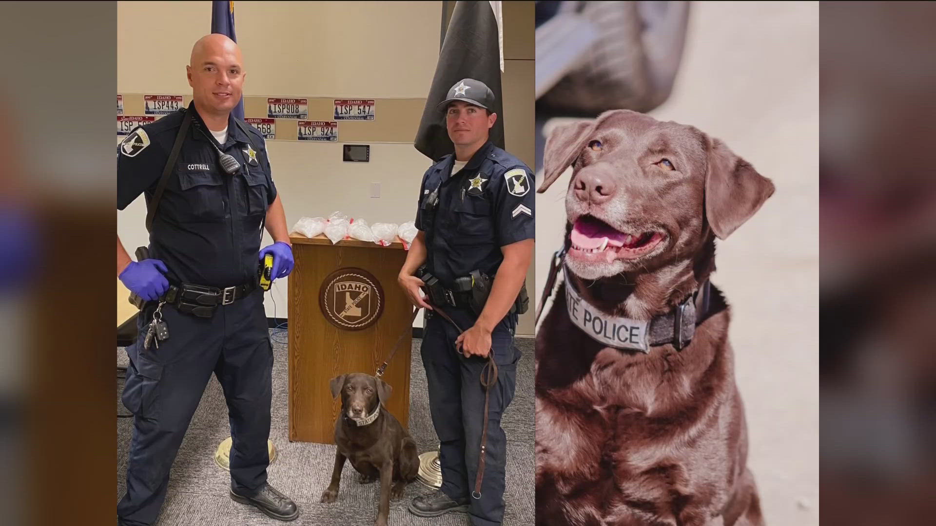 ISP K9 Kali is on her way to retirement, after eight years of service. Happy tails Kali!