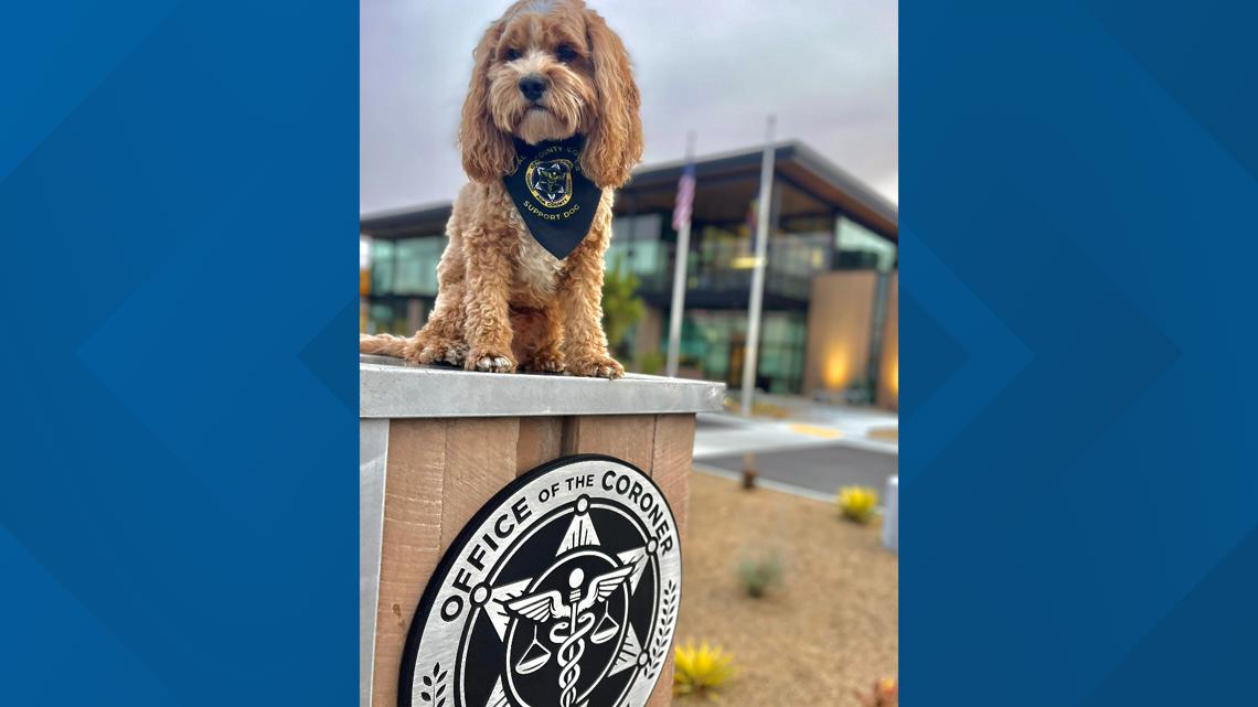 Pawsitively Adorable: Ada County Coroner Therapy Dog Nominated For ...