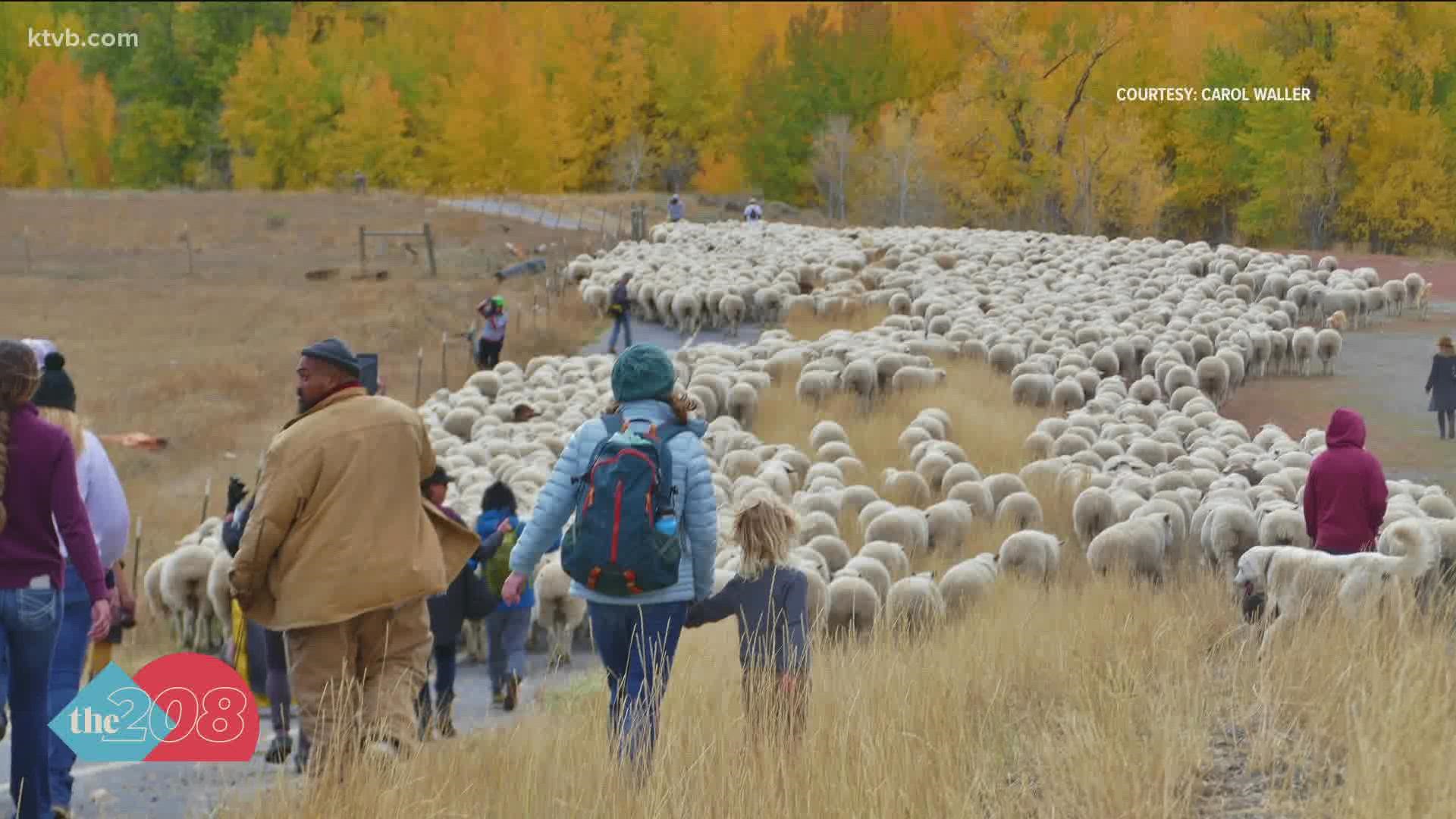 About 1,500 sheep make the annual trip from the Wood River Valley to southern Idaho.