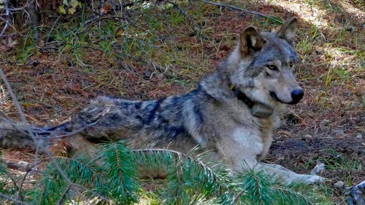 US agency to limit predator killing methods in Idaho