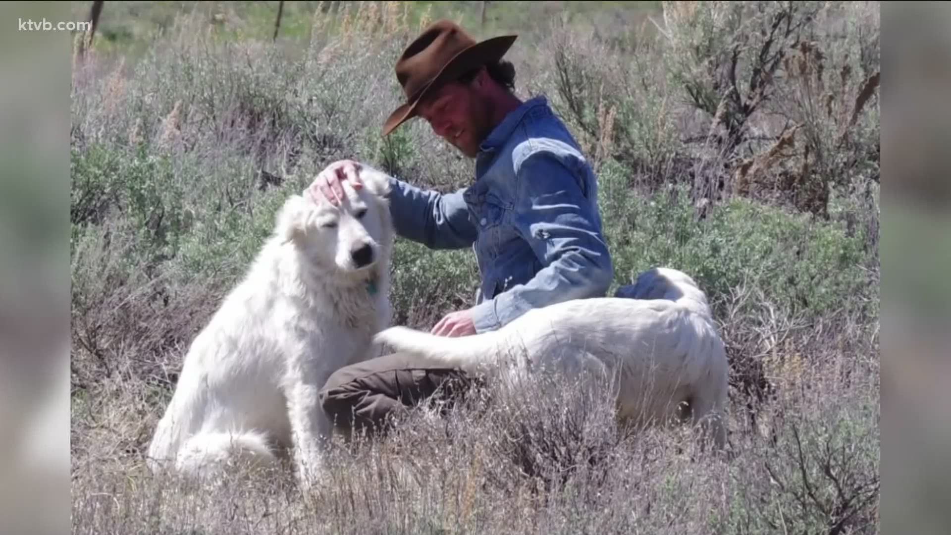 Flat Top Sheep rancher Cory Peavey says people keep taking his Great Pyrenees dogs to their own home or to animal shelters, leaving his flock unguarded.