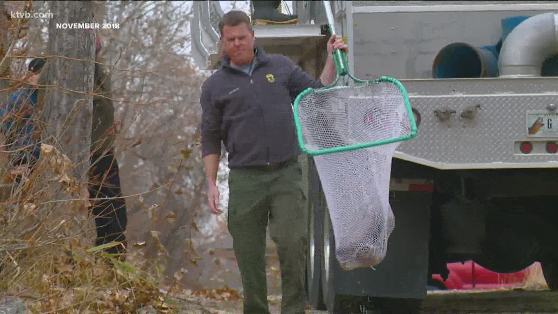 The fish will be released at five locations along the Boise River on Thursday, November 19.