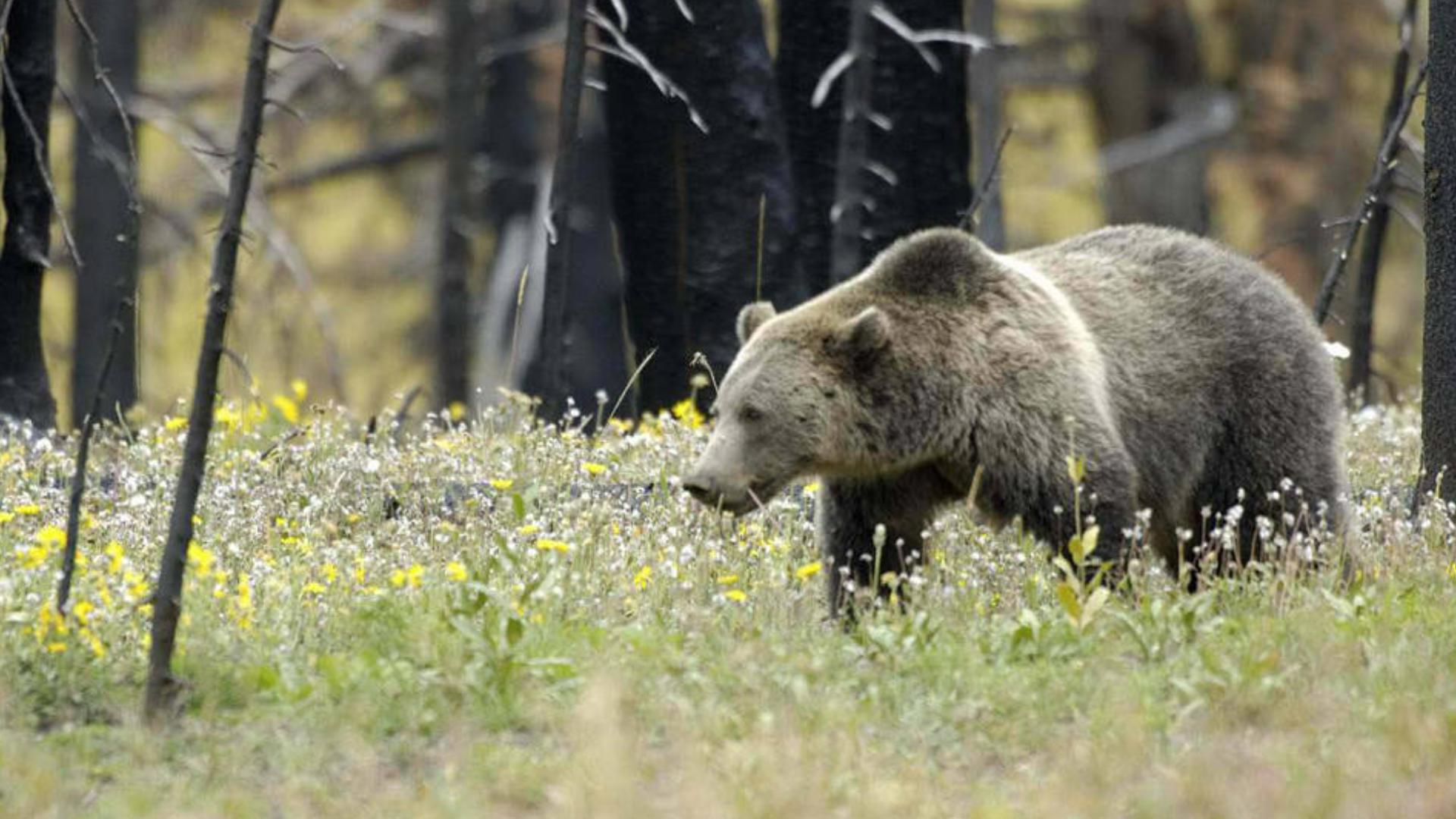 Idaho Fish and Game said grizzlies are not often seen in the North Fork Salmon River area.
