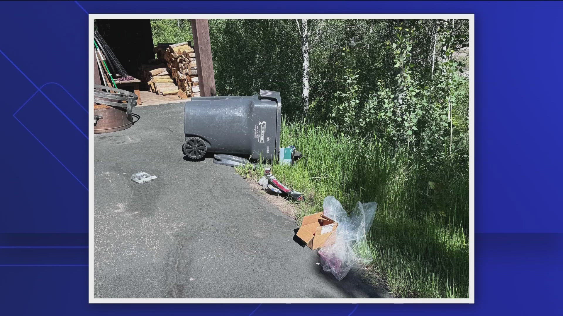 Authorities said the bear had to be euthanized after repeatedly getting into people's garbage.