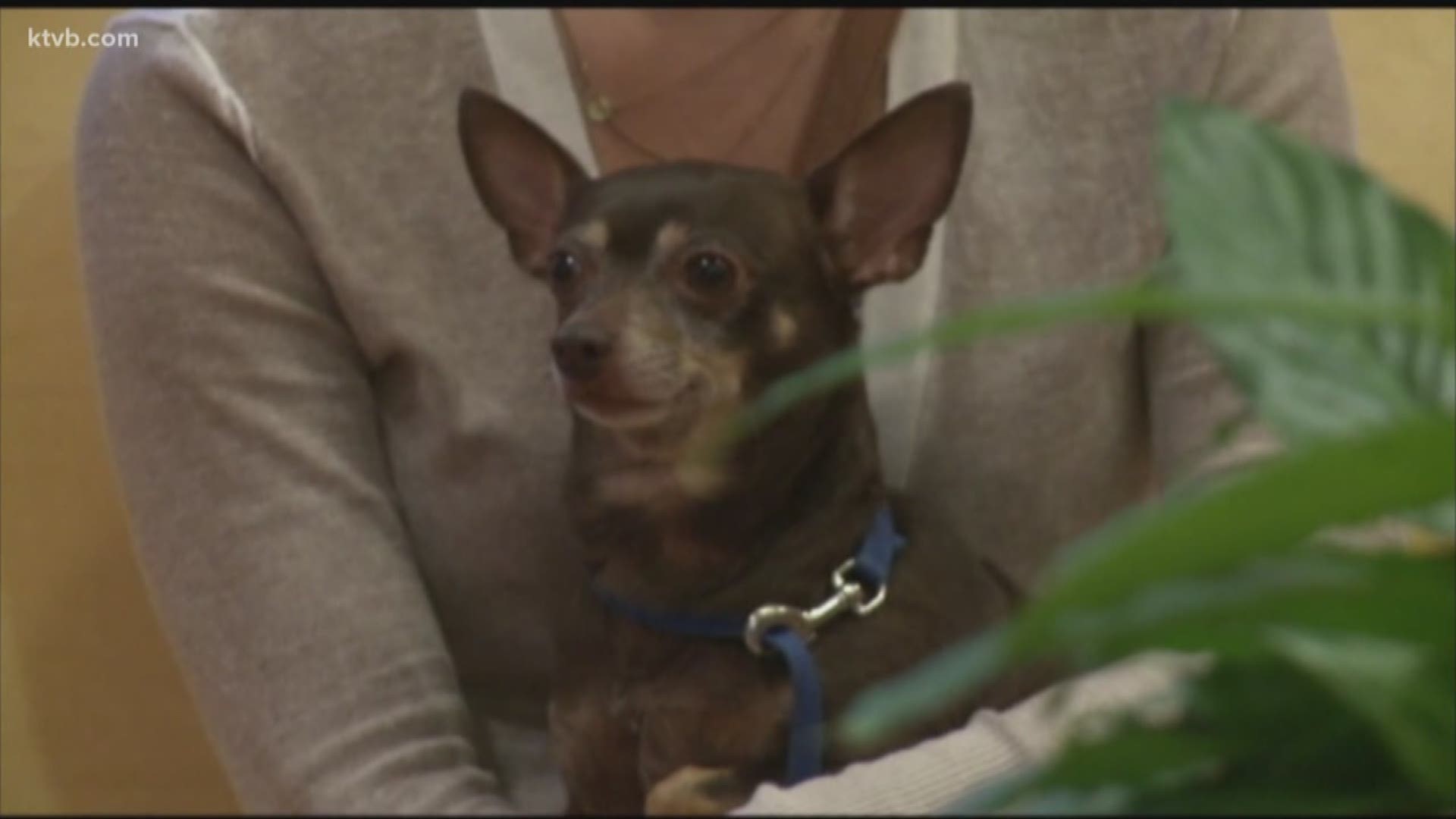 Fireworks can be frightening for some pets. The Idaho Humane Society has some tips to keep your pets calm and safe during the holiday festivities.