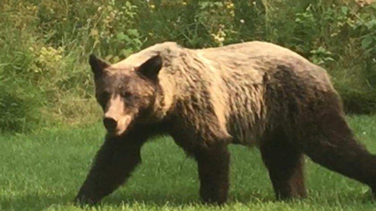 North Idaho hunters shoot grizzly bear in self-defense