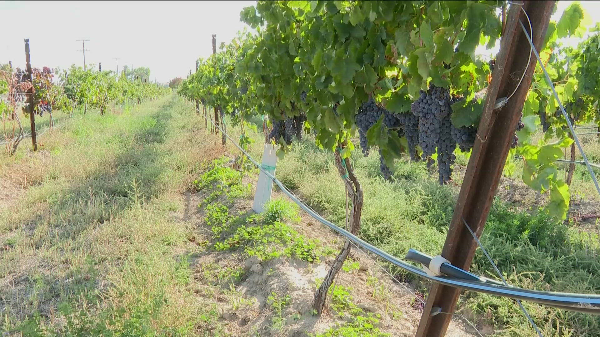 Idaho wineries produce about 258,000 cases of wine annually. Abby Wilt takes us to Idaho vineyards to show how Idaho wine is made. 