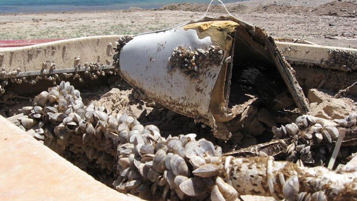 Idaho Reports Record Number Of Mussel-infested Boats | Ktvb.com