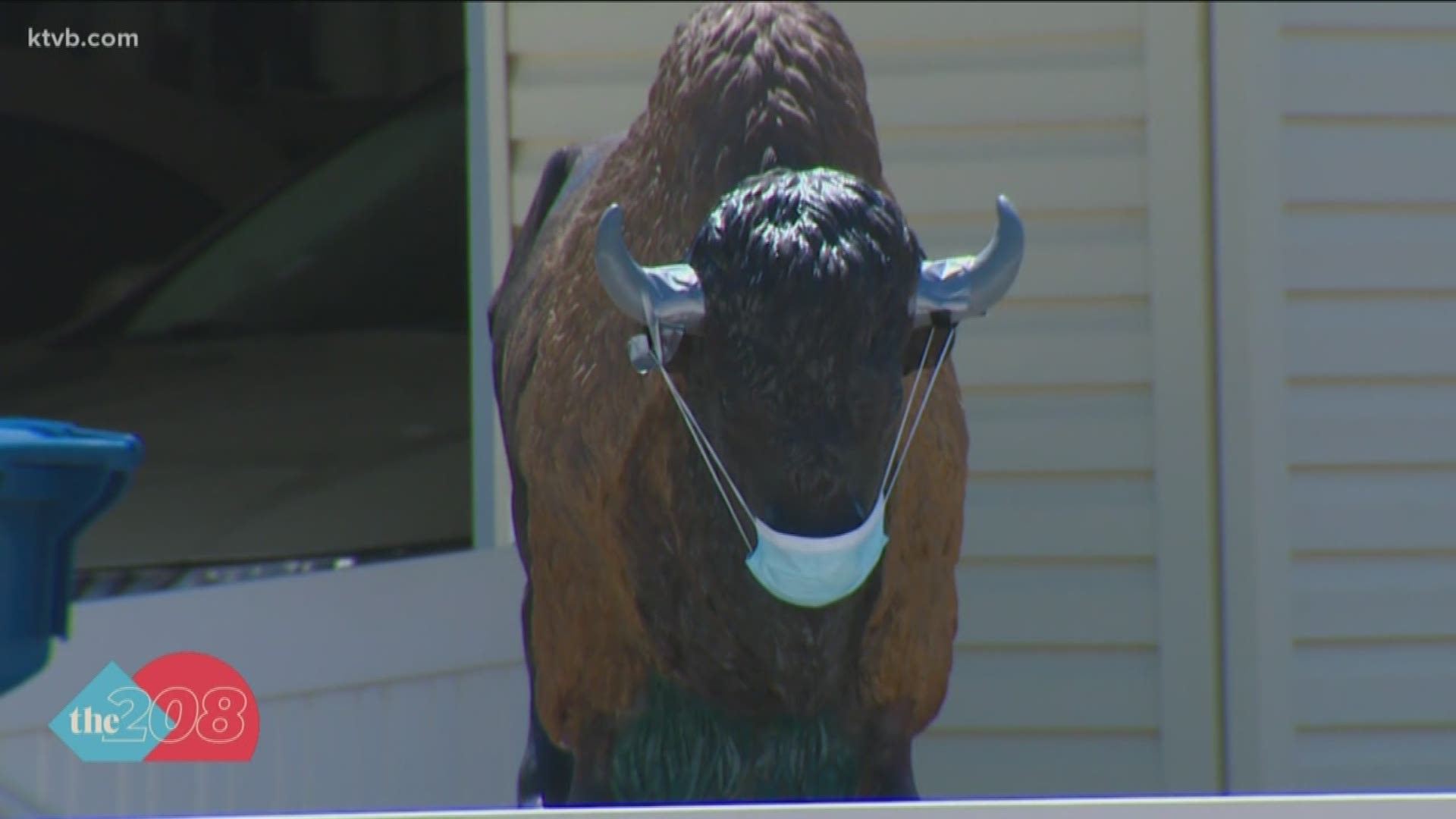 John Hall has had two faux buffalo in his yard for years. Hall began decorating them after his wife passed, and received an interesting idea from his neighbor.