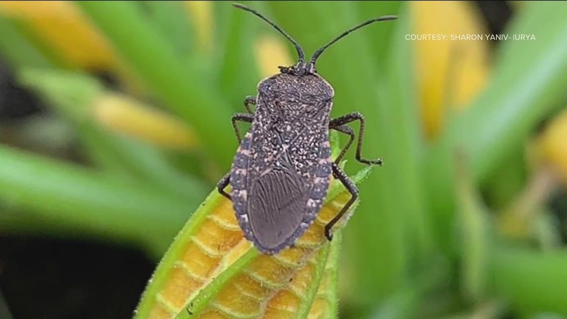 KTVB's Garden Master Jim Duthie takes a look at Idaho three most-common garden pests and provides steps for getting rid of them.