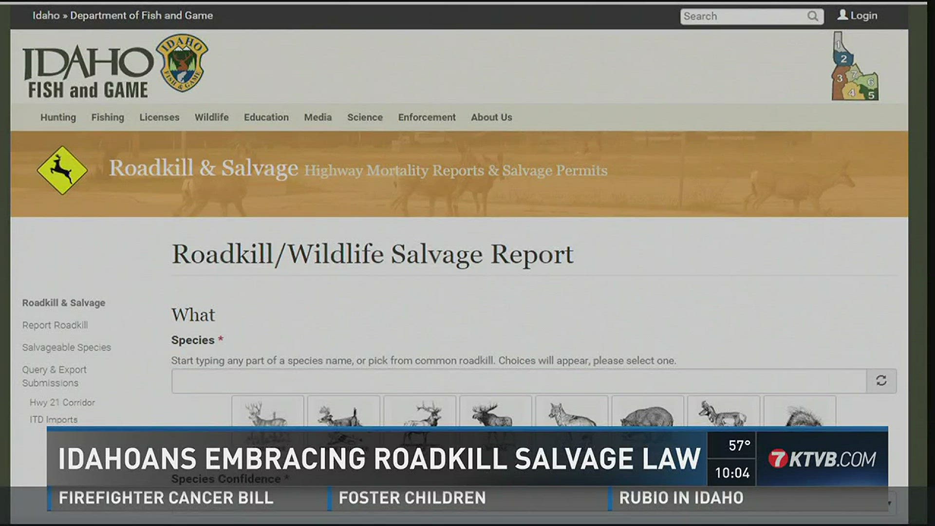 Idahoans embracing roadkill salvage law.