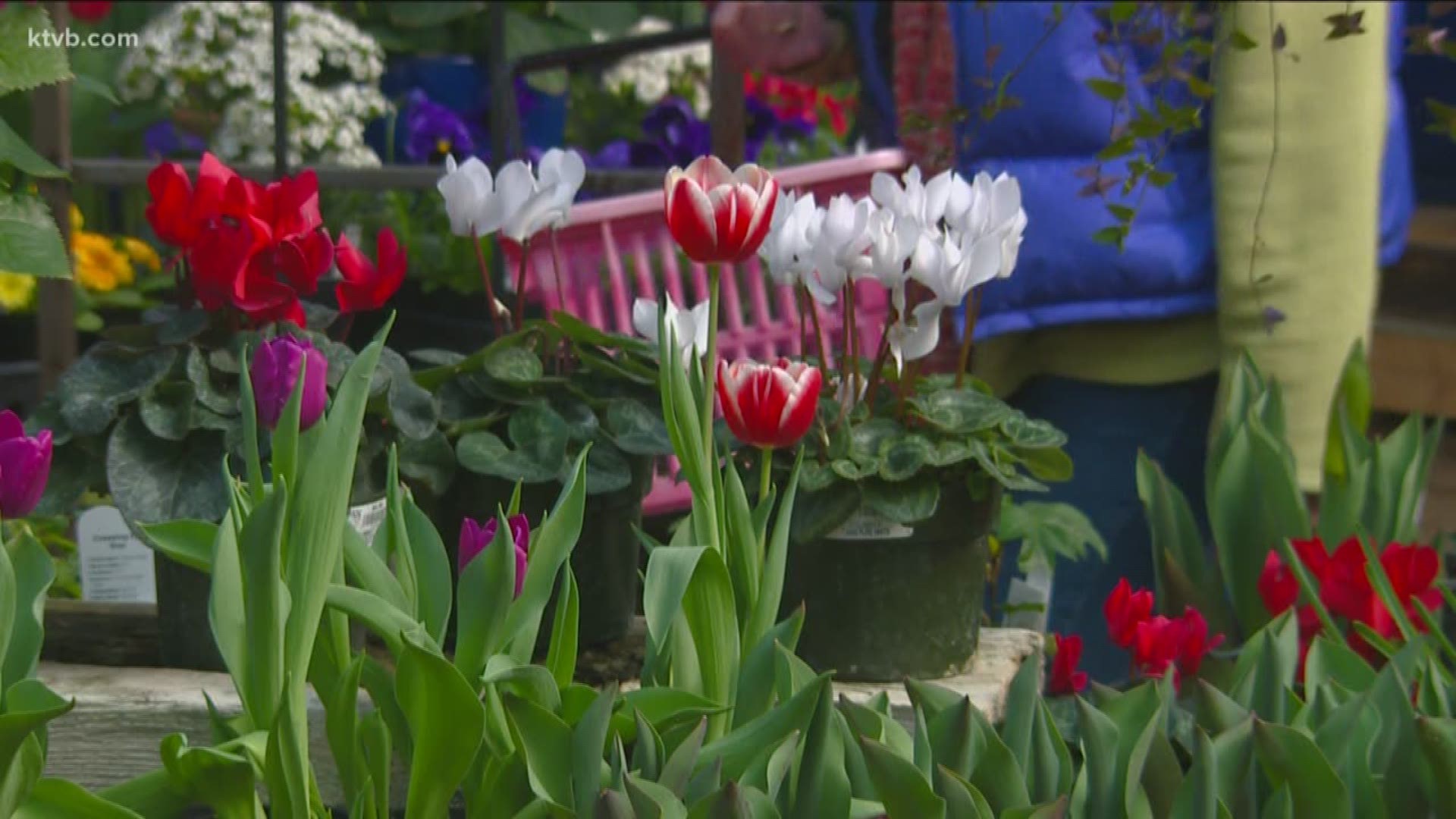 Jim Duthie shows us how to get a big splash of color in your plantings.