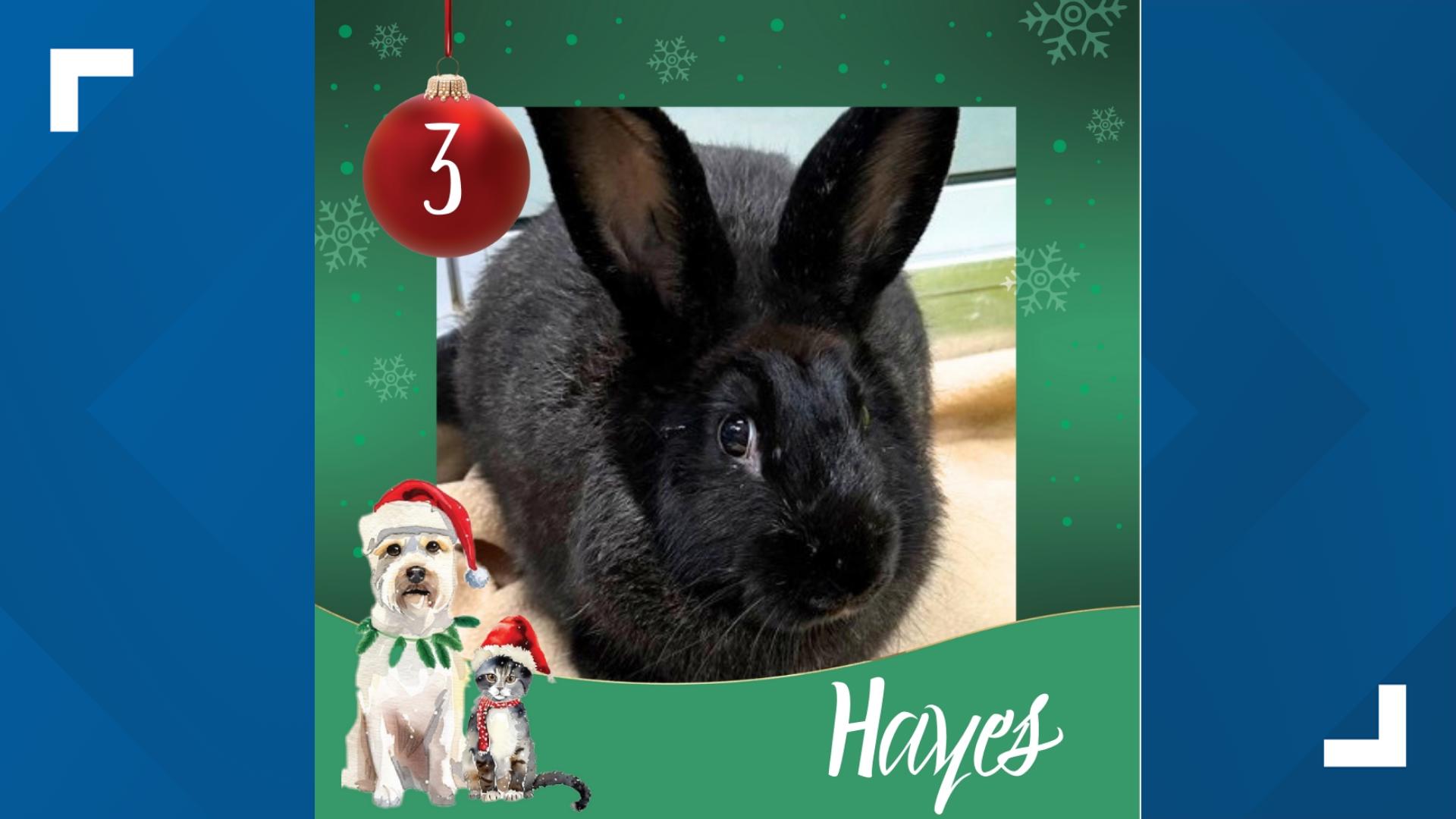 Hayes has been hanging out in a local elementary school, but he really wants a forever home. Check Hayes out at the Idaho Humane Society.