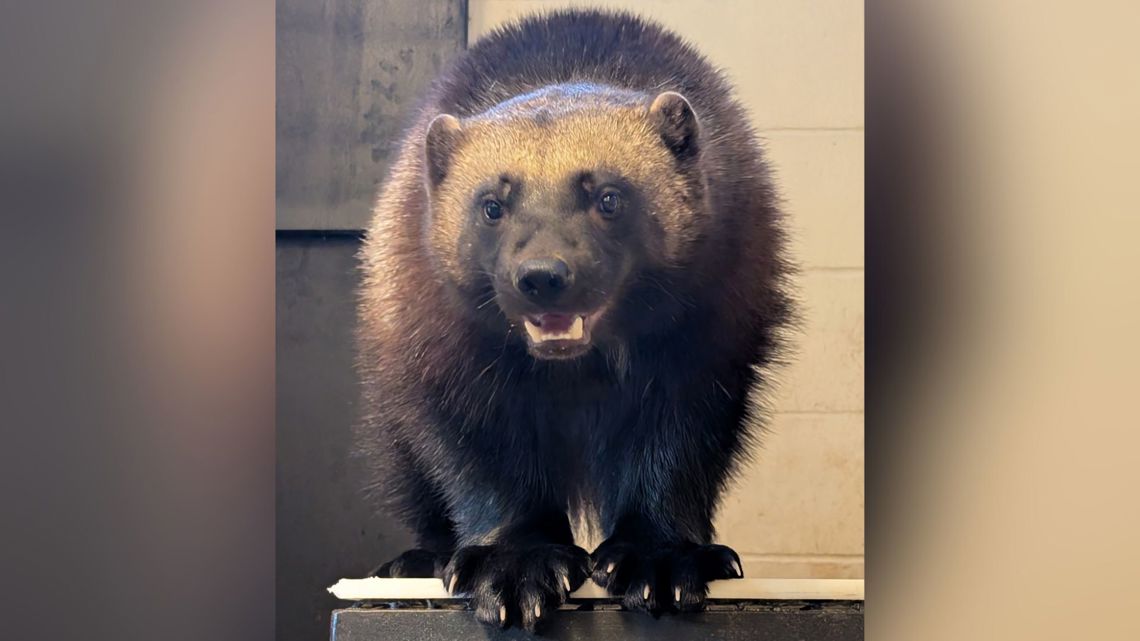 Zoo Boise adds rare Idaho predator to family